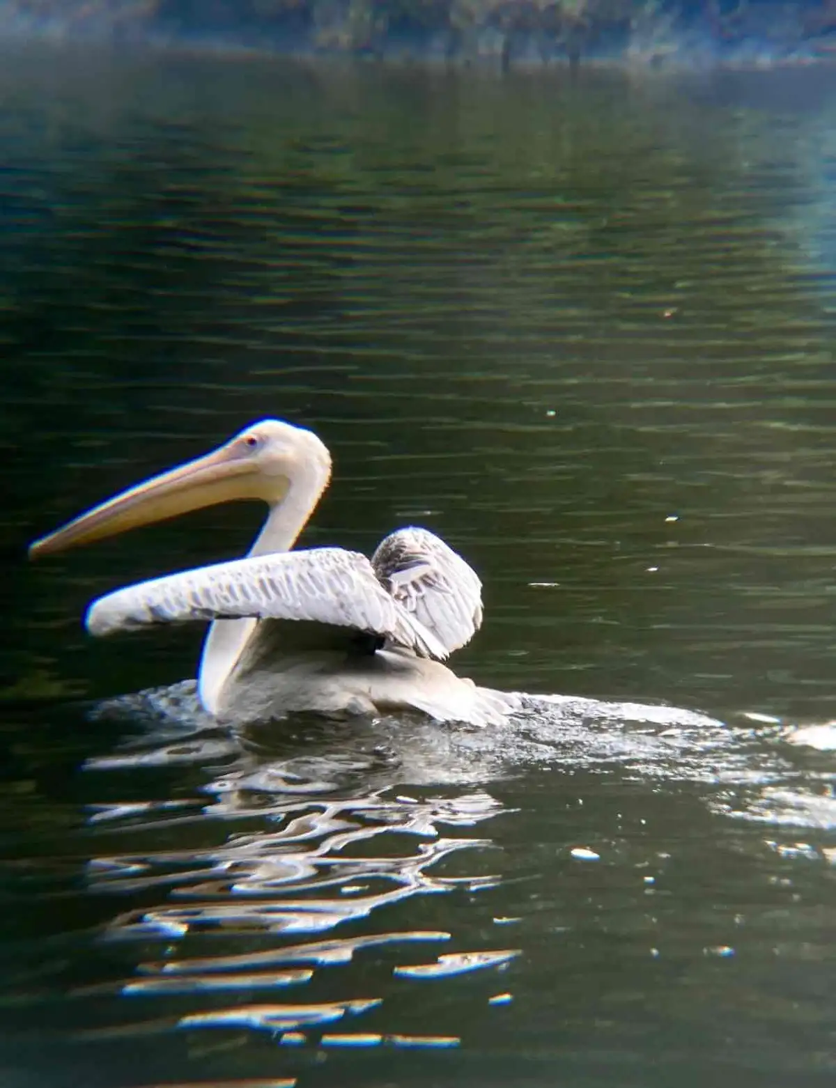 Moment from Chimelong Birds Park