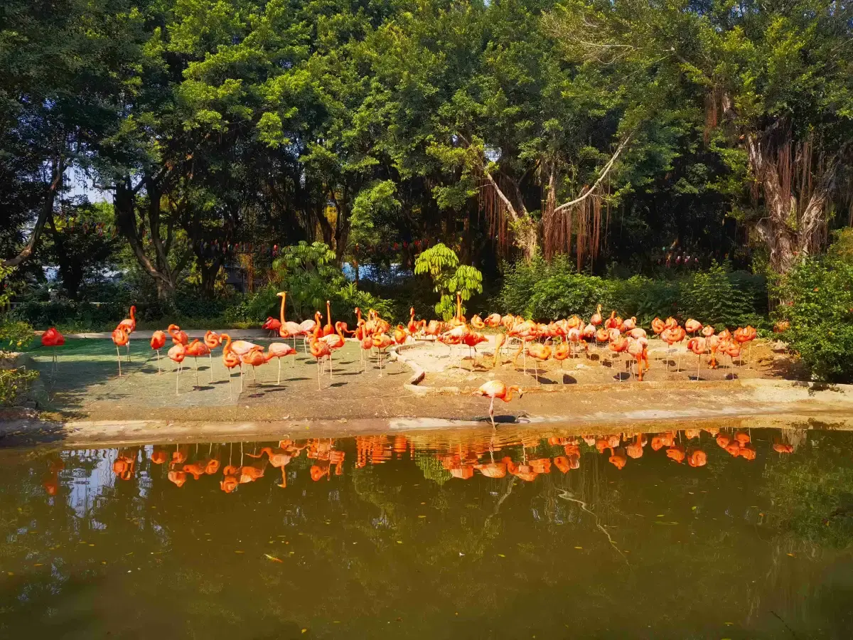 Flamingos wading in the lagoon at Chimelong Birds Park