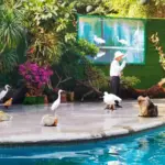 🦩 The Ultimate First-Timer’s Guide to Chimelong Birds Park (Guangzhou): Everything You Need to Know