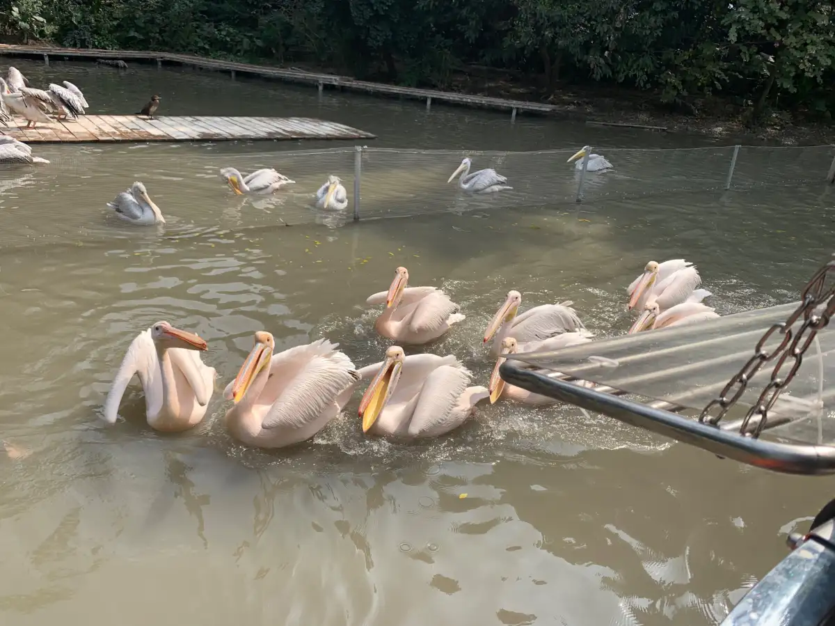 Moment from Chimelong Birds Park