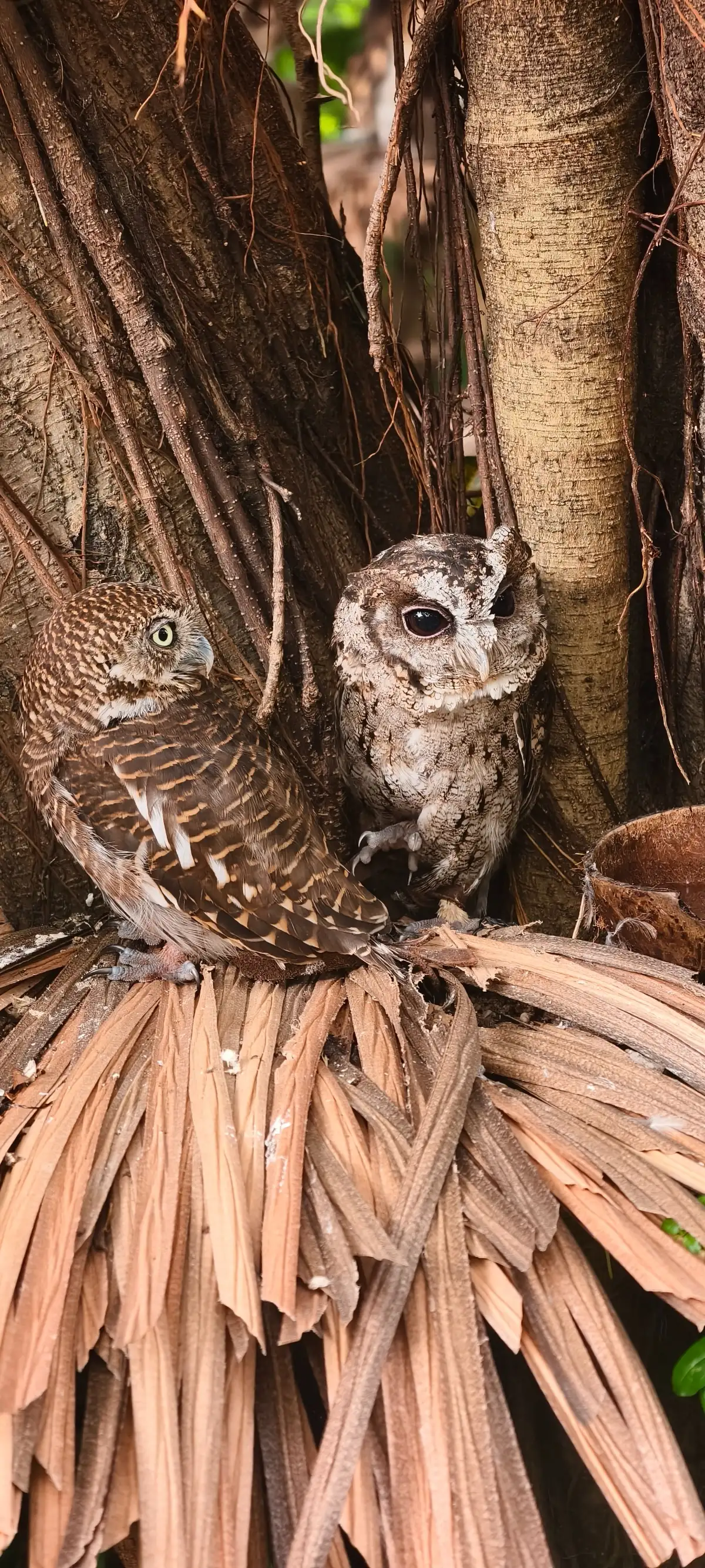 Moment from Chimelong Birds Park
